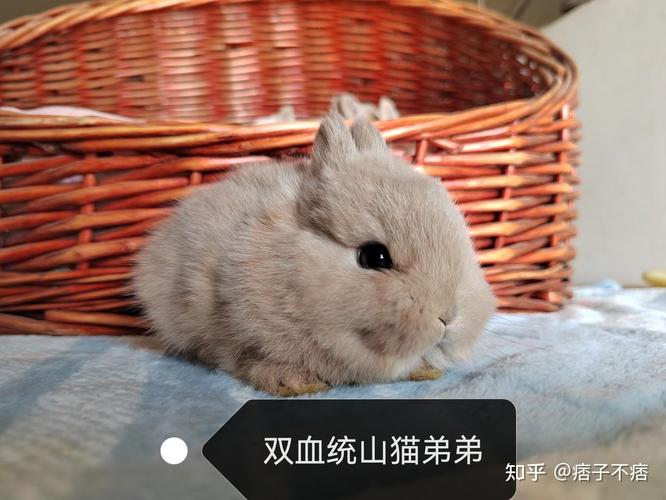 一口一个的兔崽崽