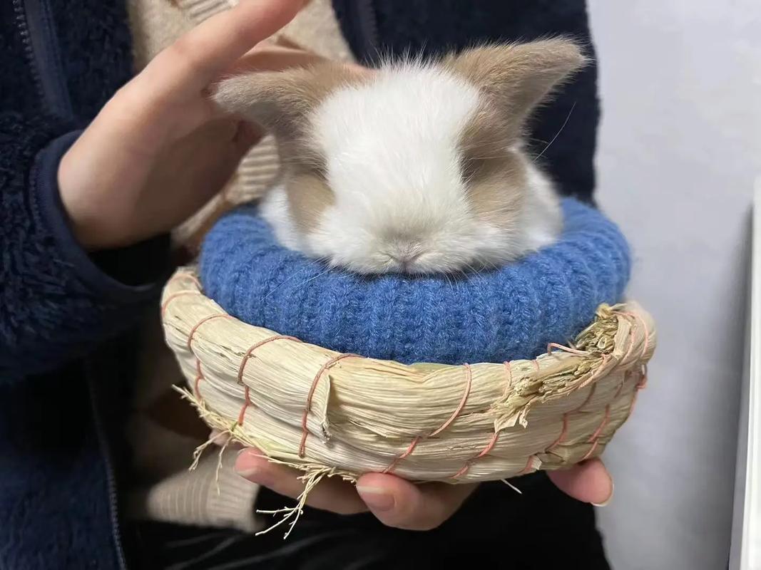 宝宝你怎么一下子就长大了呢，兔
